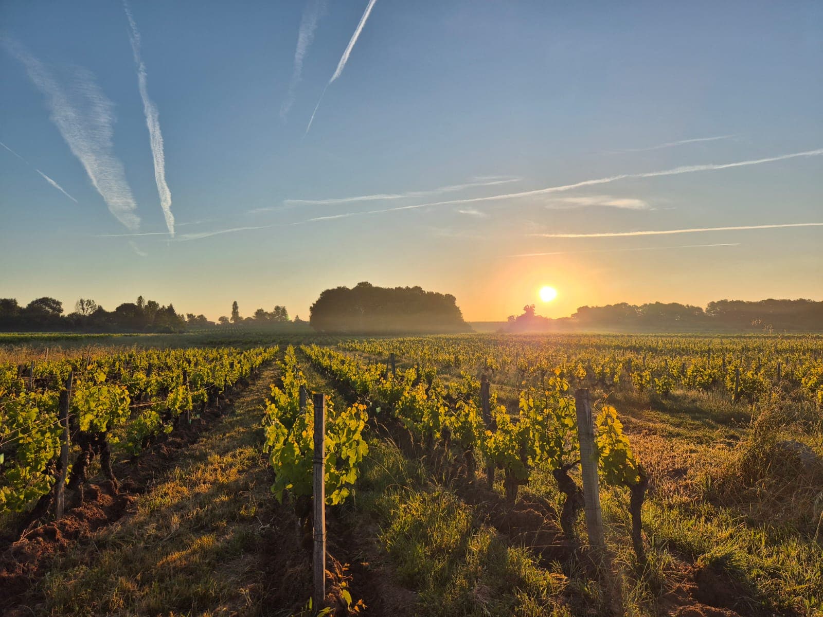 Vignes du Château Baysselance au coucher du soleil