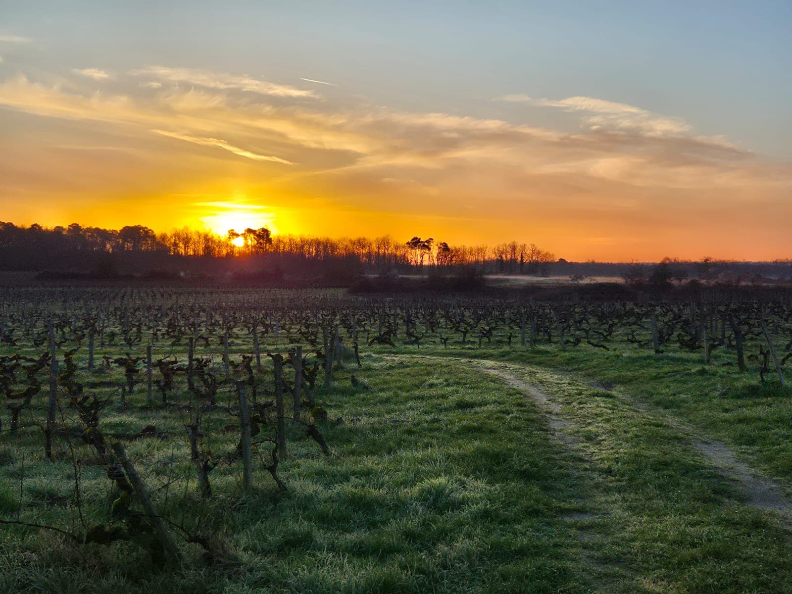 Coucher de soleil sur les vignes