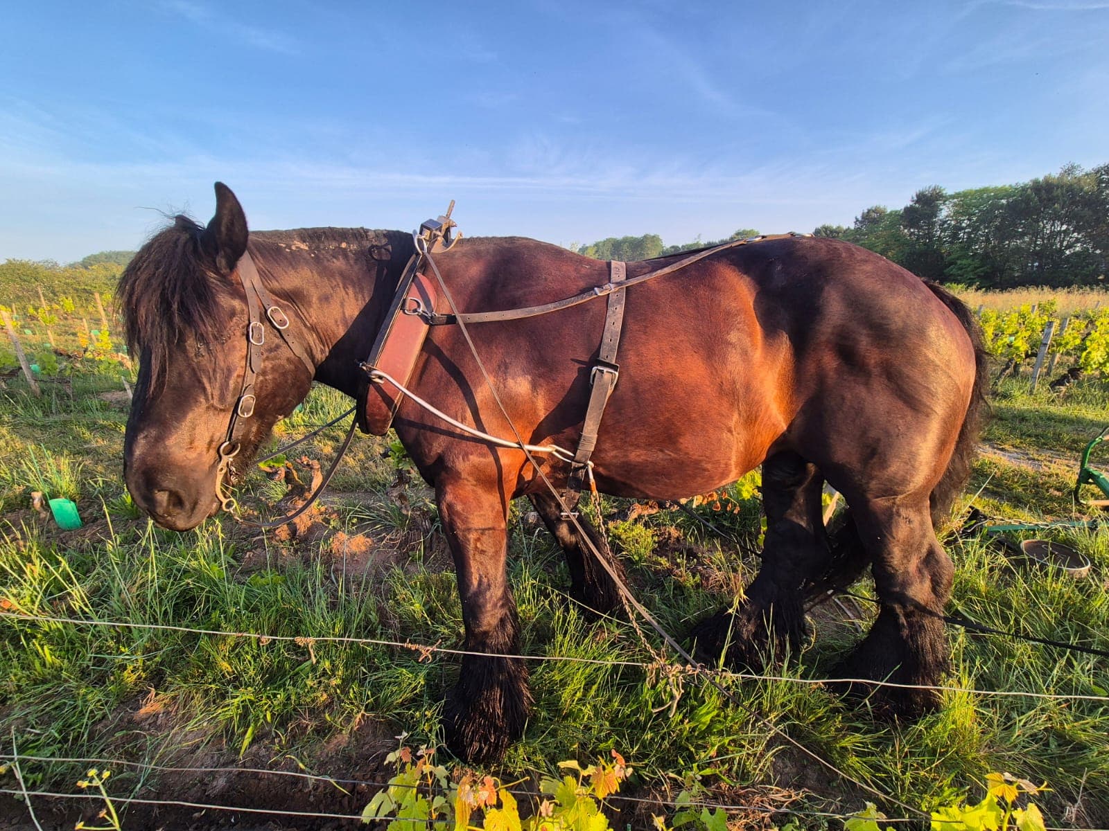 Portrait d'un cheval de trait en harnais dans les vignes