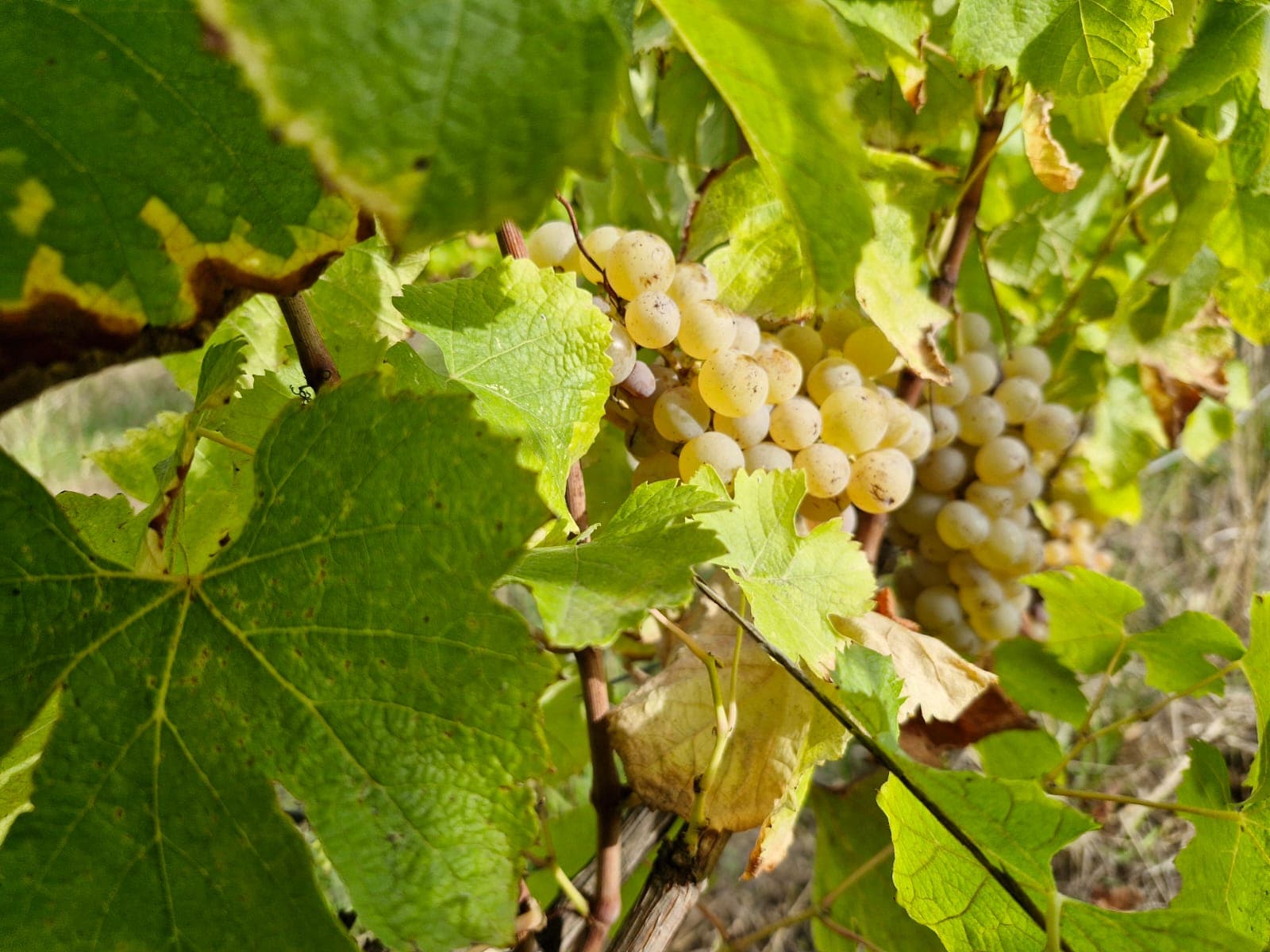 Raisins blancs sémillon à maturité