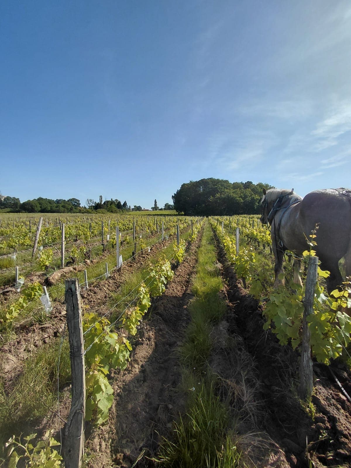 Cheval de trait labourant sous le rang au printemps