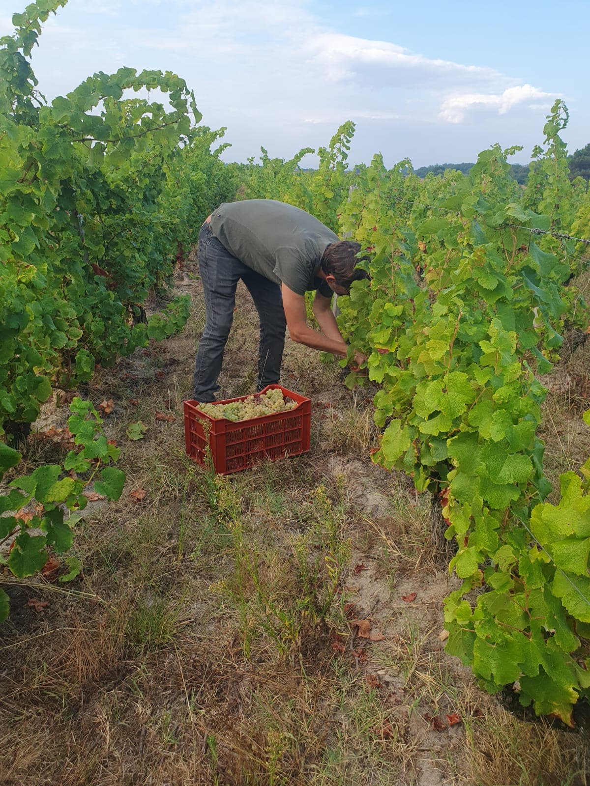 Vendange manuelle au Château Baysselance
