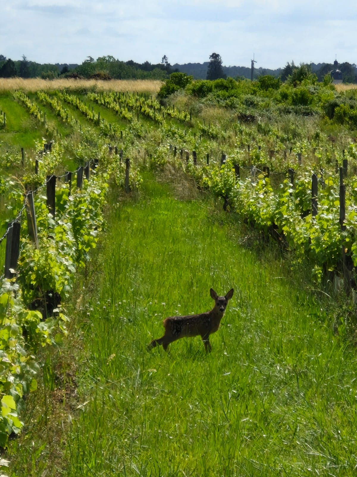 Chevreuil dans les vignes
