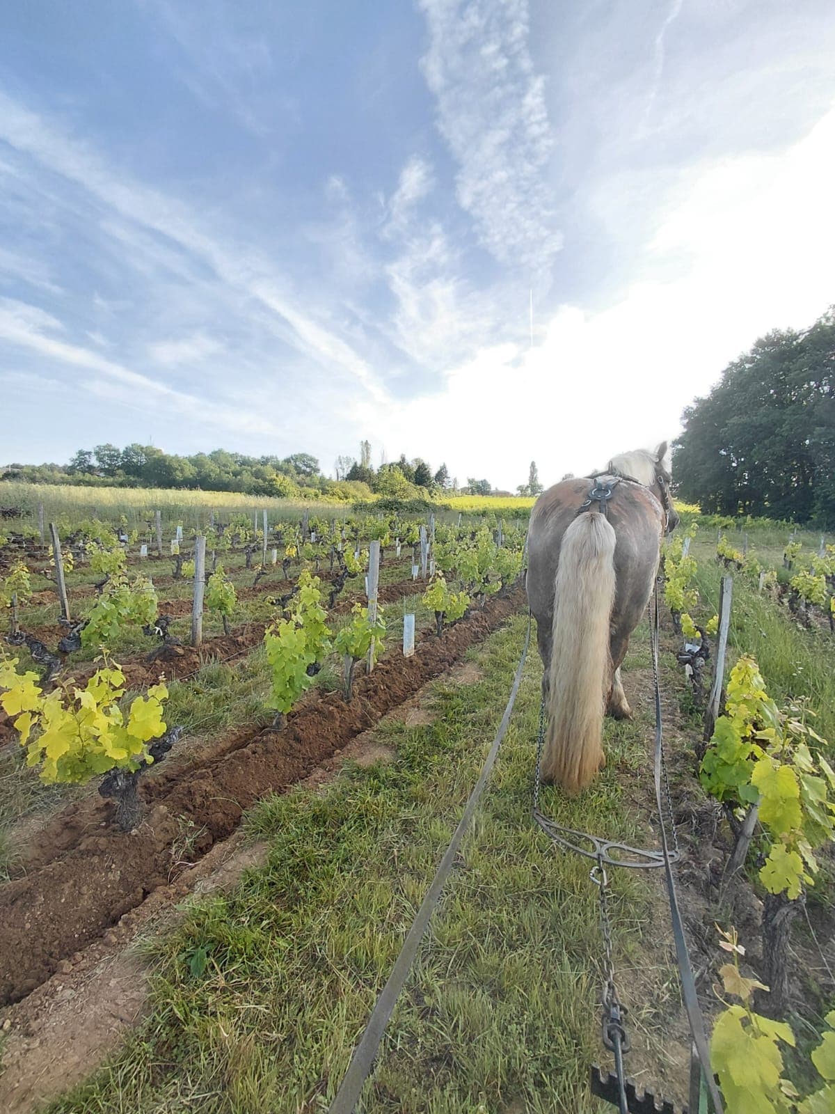 Cheval de trait dans les vignes en été