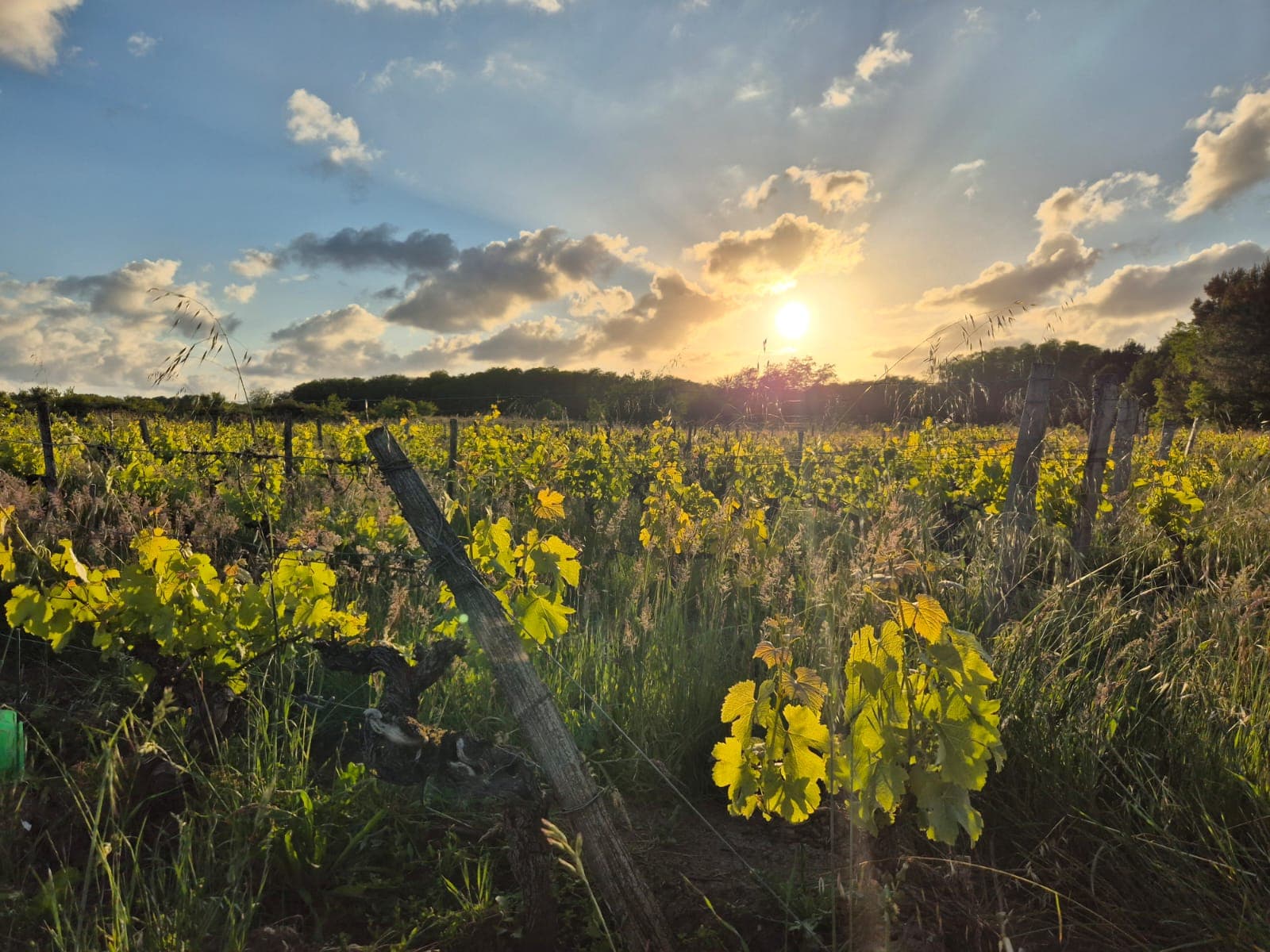 Un patrimoine de vieilles vignes