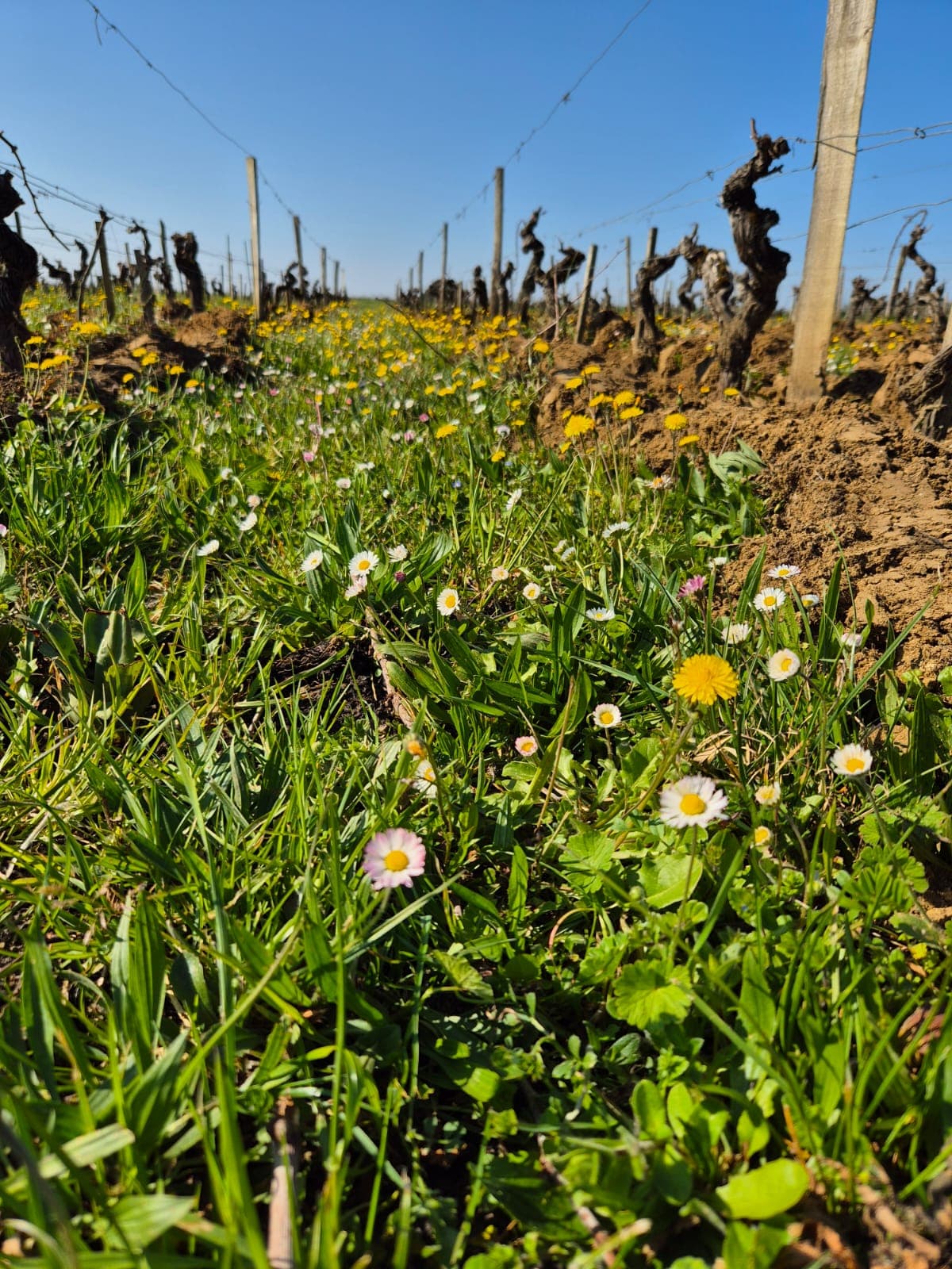 Enherbement naturel entre les rangs de vignes