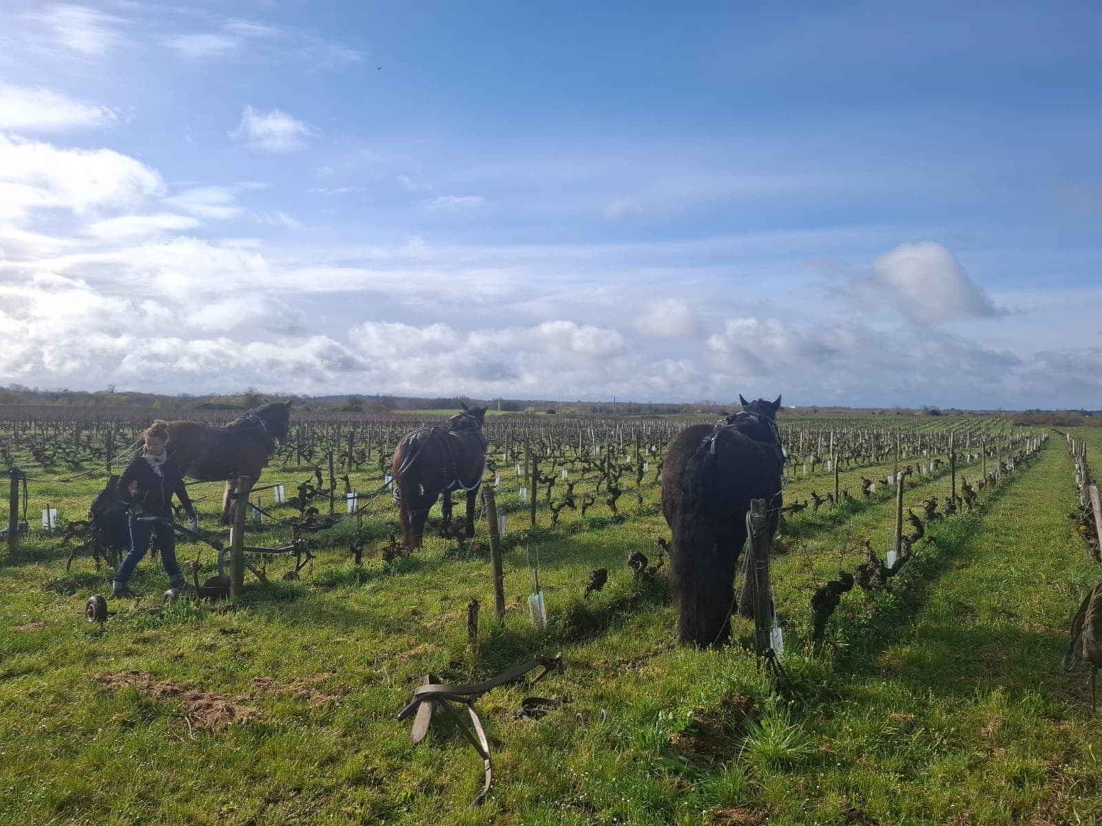 Une viticulture respectueuse des sols et de la biodiversité