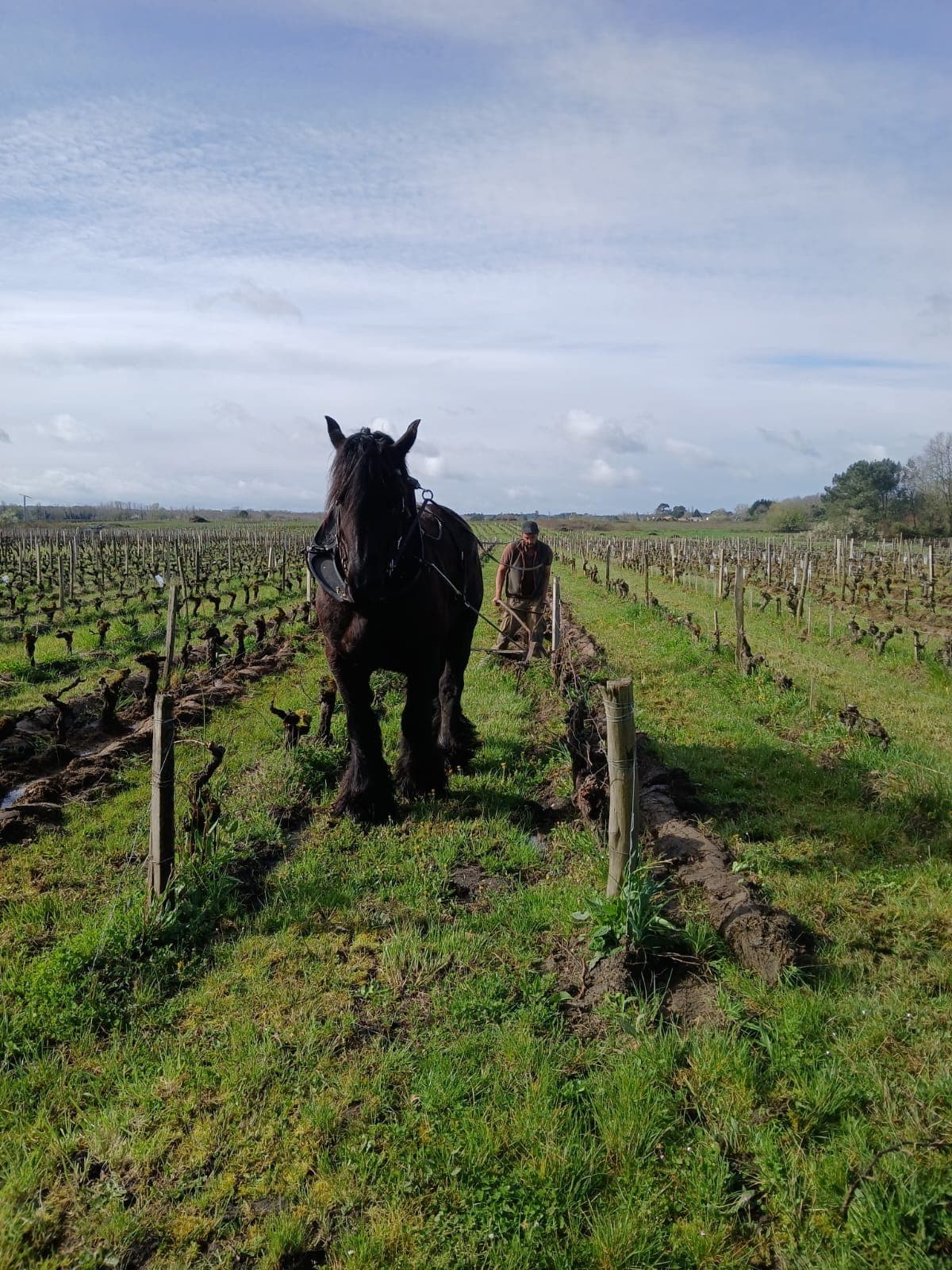 Cheval de trait au travail dans les vignes