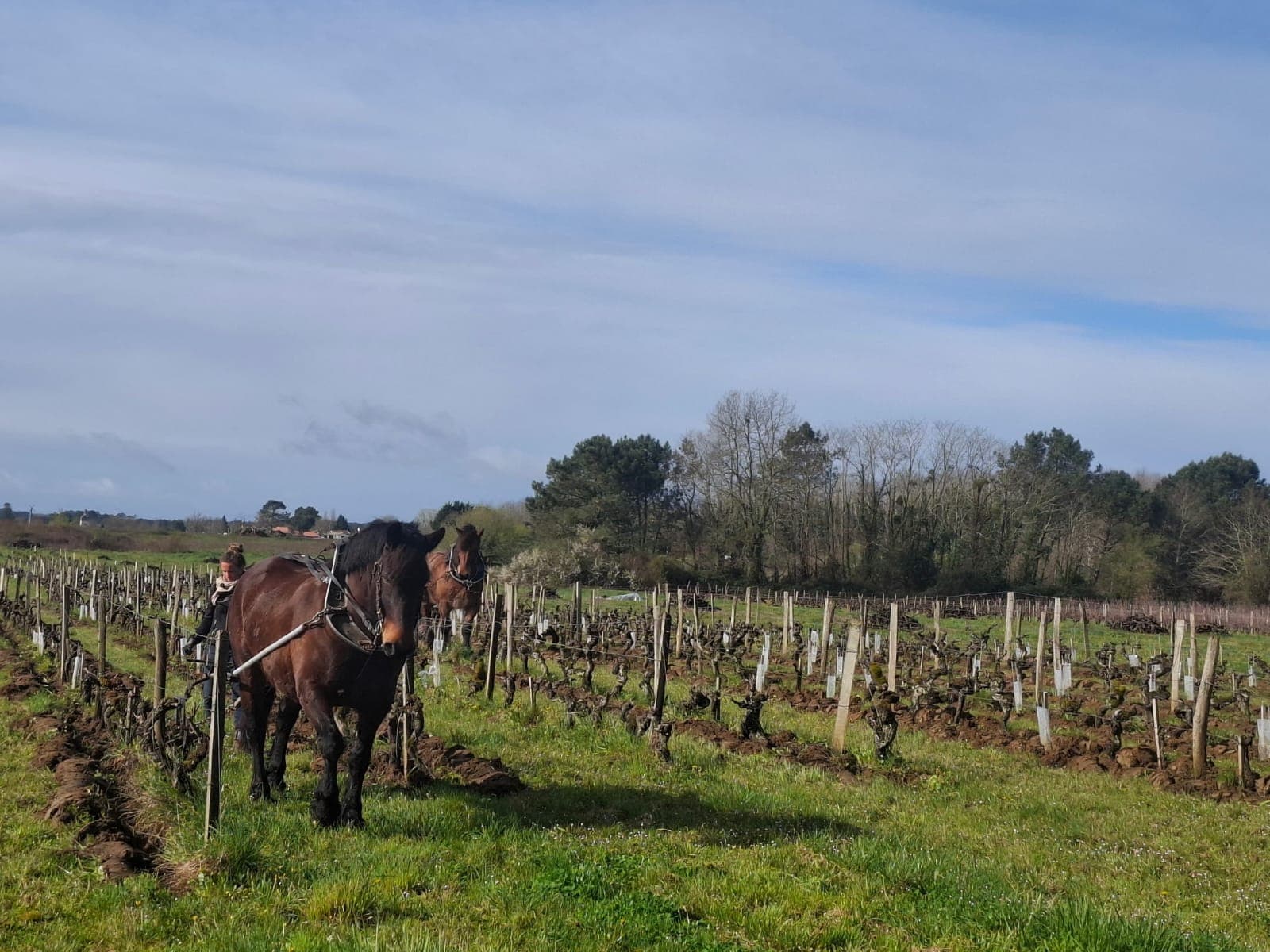 Deux chevaux de trait dans les vignes