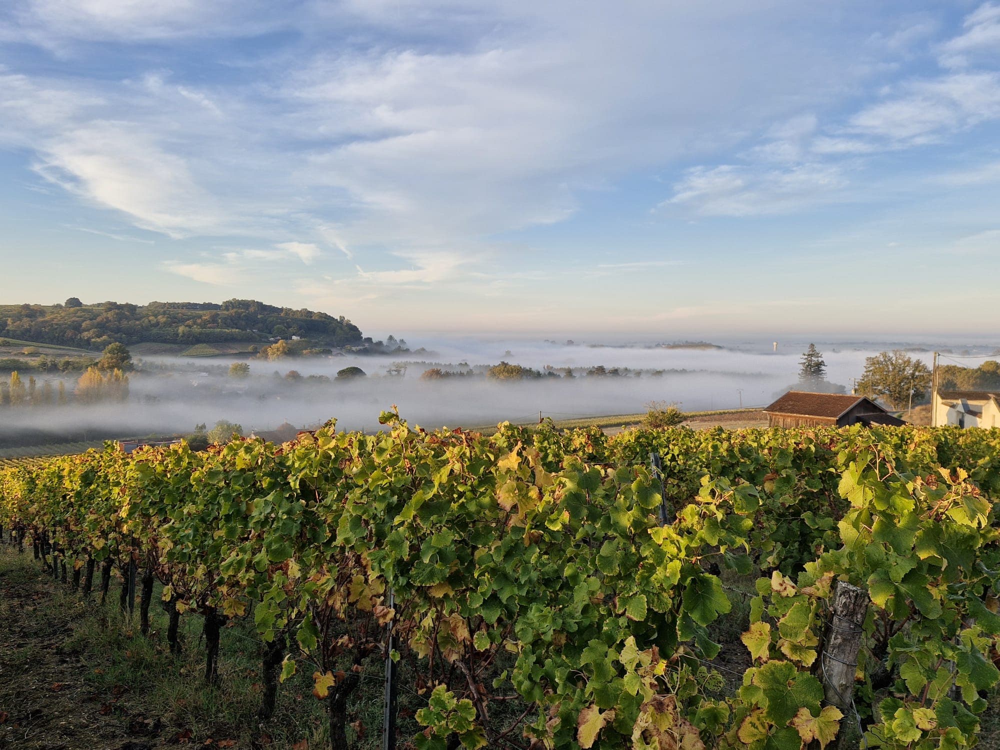 Vallée viticole dans la brume matinale