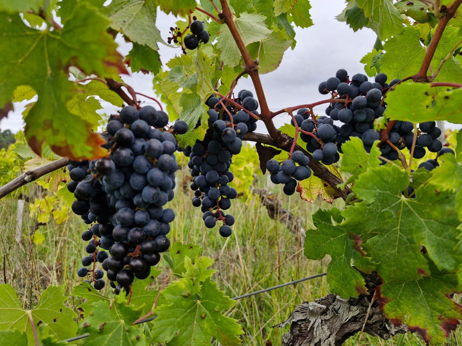 Grappes de raisins noirs sur vieille vigne