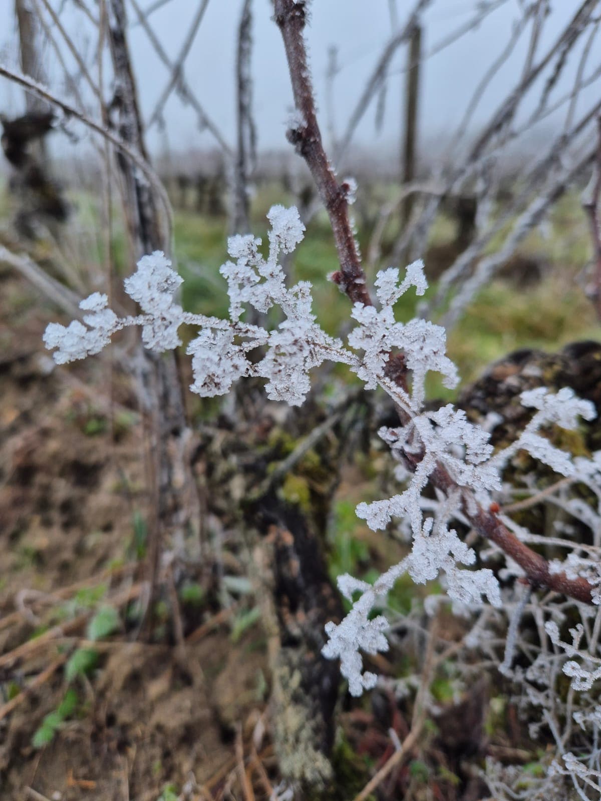 Givre sur les sarments de vigne
